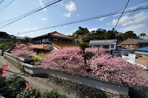 大慈寺のてんれい桜