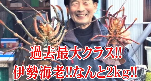 伊勢海老!!なんと２ｋｇ!! 志摩市安乗漁港で水揚げ過去最大クラス!!